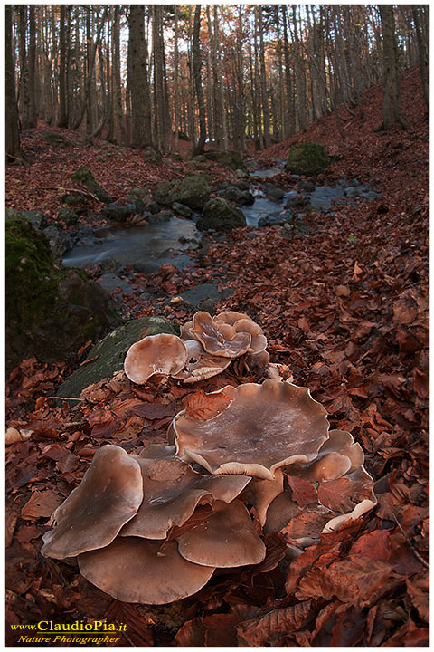 Leucopaxillus amarus